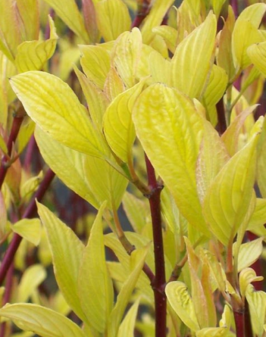 Weißer Hartriege  Aurea