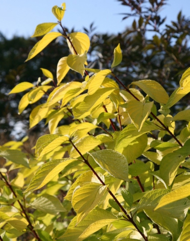 Weißer Hartriege  Aurea