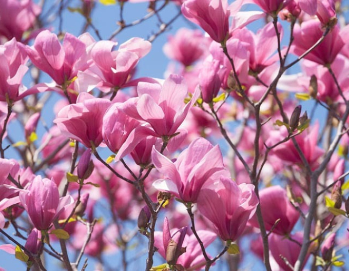 Magnolia Galaxy Baum