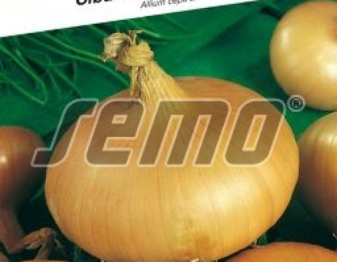 Semo Zwiebel Stuttgart
