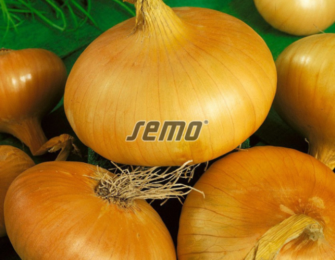Semo Zwiebel Stuttgart