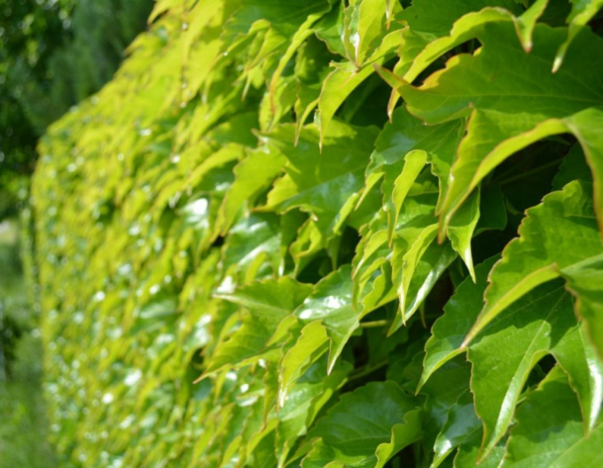 Pavinich dreiblättrig Veitchii Robusta