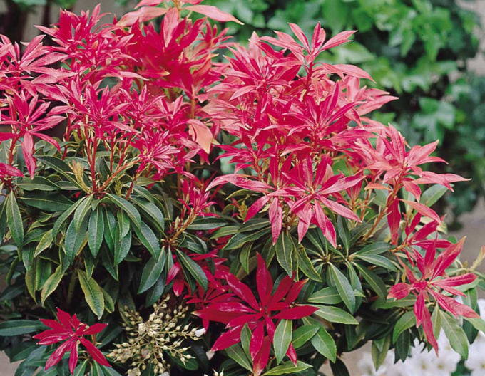Pieris Waldflamme