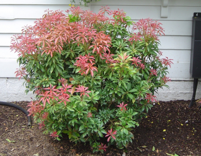 Pieris Waldflamme