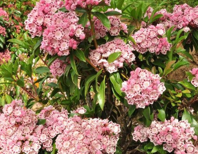 Berglorbeer Ginkona