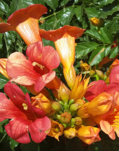 Trompetenblume Ursynow