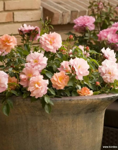 Rose APRICOLE