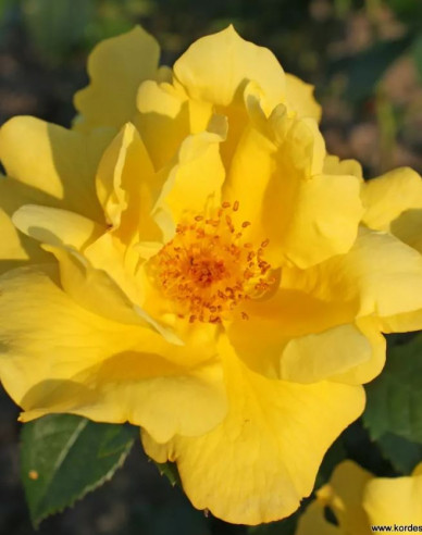 Rose Lemon Fizz