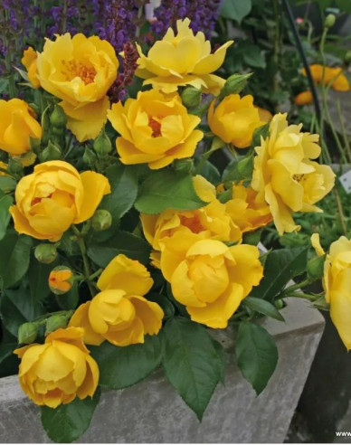 Rose Lemon Fizz