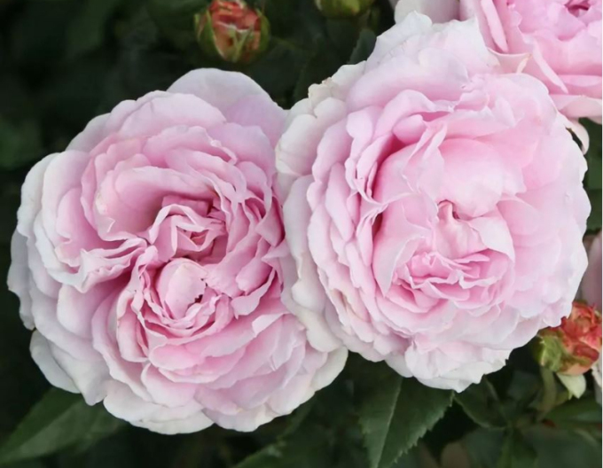 Rose Königin Marie
