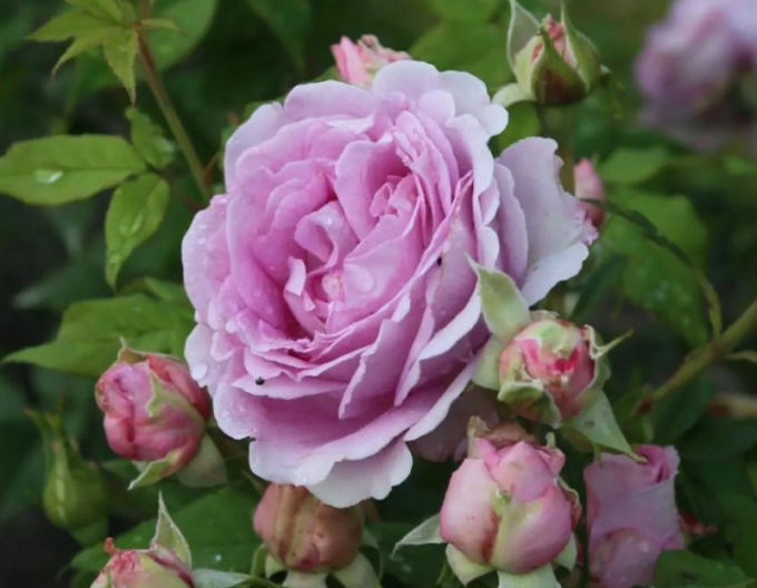 Rose Königin Marie