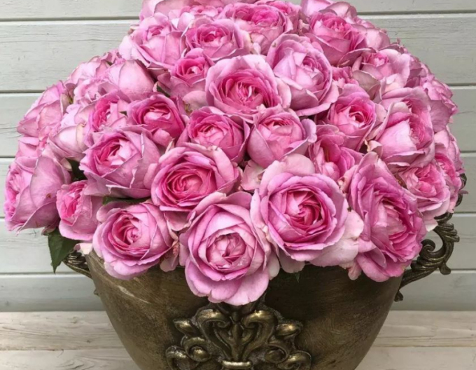 Rose Königin Marie