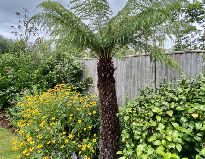 Australischer Taschenfarn (Baumfarn)