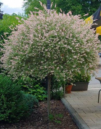 Japanische Weide Hakuro-Nishiki - Stämmchen 120cm