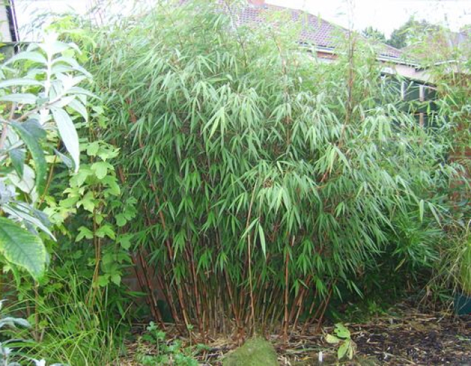 Bambus - Fargesia Scabrida Asiatisches Wunder
