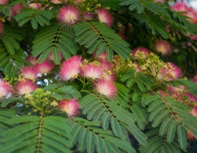 Albizia rosa Evis Pride