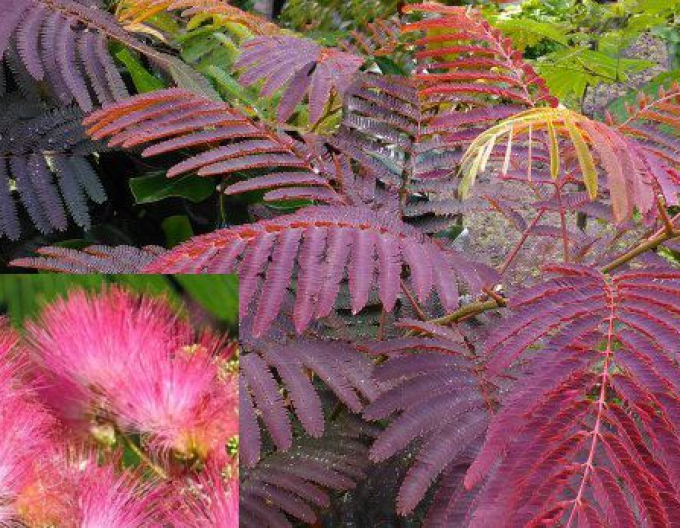 Albizia rosa Evis Pride