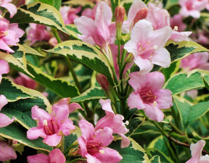 Nana variegata