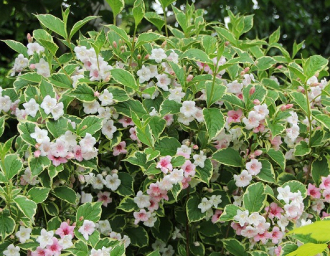 Nana variegata