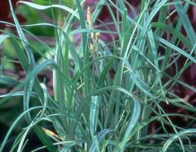 Hirse-Segge