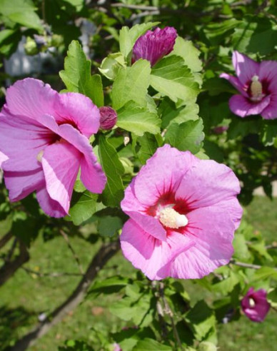 Garten-Eibisch  Aphrodite