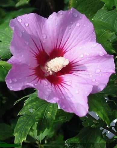 Garten-Eibisch  Aphrodite