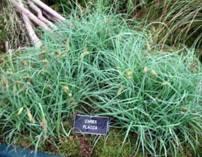 Hirse-Segge