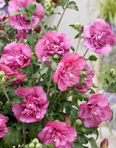 Garten-Eibisch Duc De Brabant