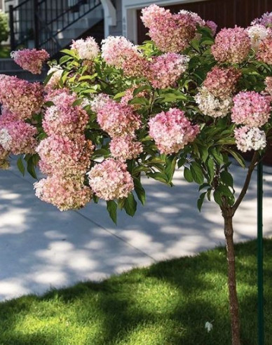 Hortensie Vanille-Fraise - Stämmchen