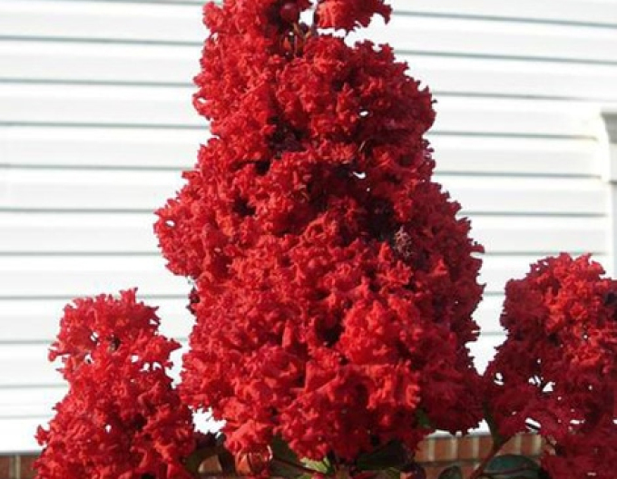 Myrte Kreppmyrte Enduring Red am Stiel