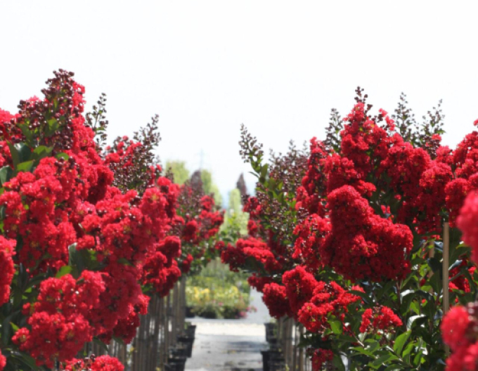 Myrte Kreppmyrte Enduring Red am Stiel