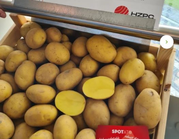 Pflanzkartoffeln Camelia 25kg