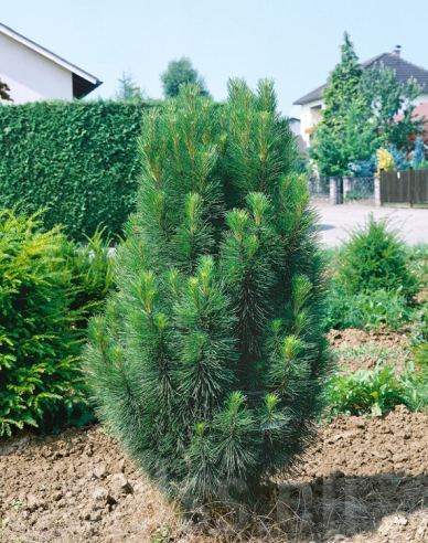 Schwarzkiefer Green Tower