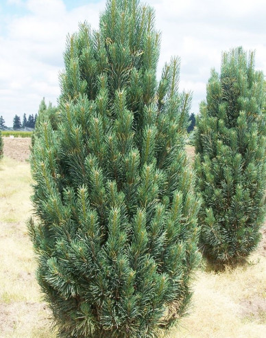Pinus strobus Fastigiata