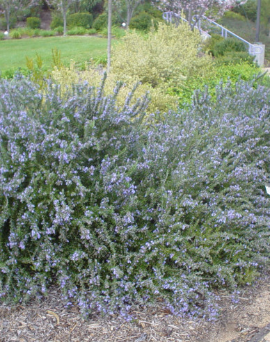 Rosmarin Prostratus