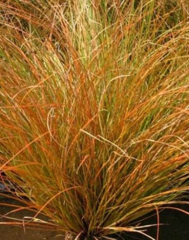 Segge Prairie Fire