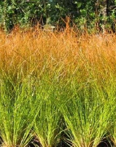 Segge Prairie Fire