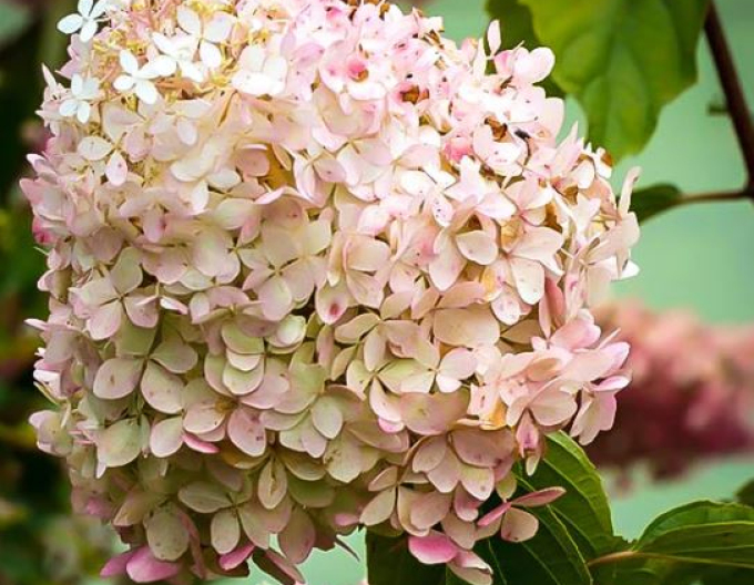 Rispenhortensie Phantom