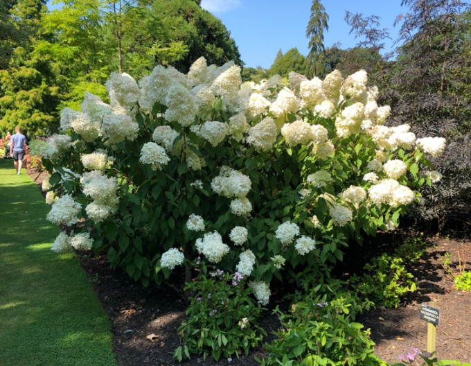 Rispenhortensie Phantom