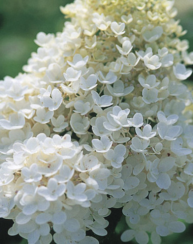 Rispenhortensie Grandiflora