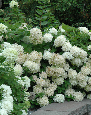 Rispenhortensie Grandiflora