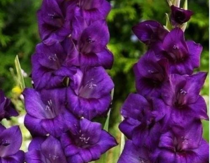 Gladiole Volbeat