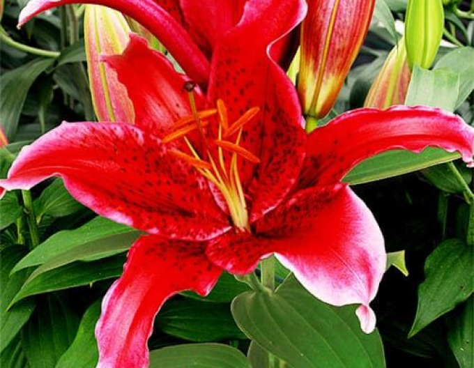 Orientalische Lilie Red Flash