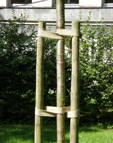 Gurtband für Baumstämme, Breite 35 mm, Länge 50 m