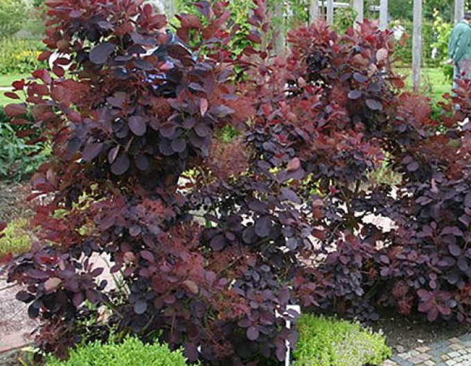 Royal Purple 175 - 200cm