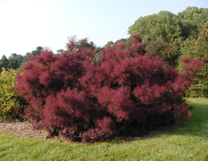 Royal Purple 175 - 200cm