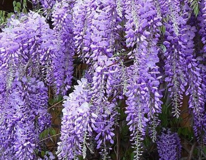 Chinesische Glyzinie Prolific