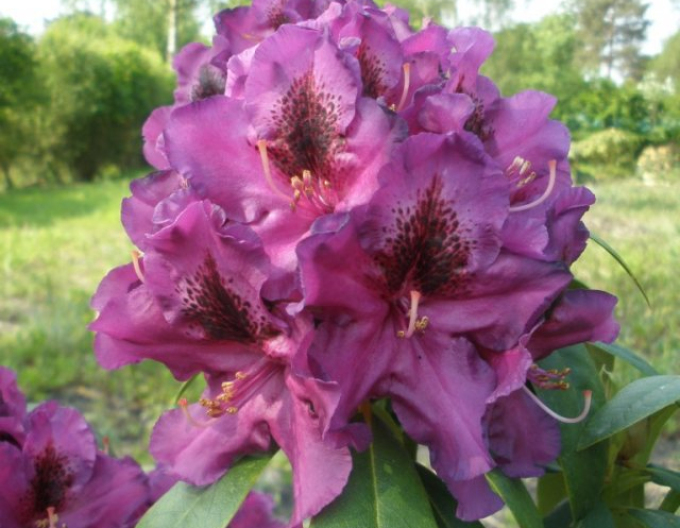 Rhododendron Lila Pracht