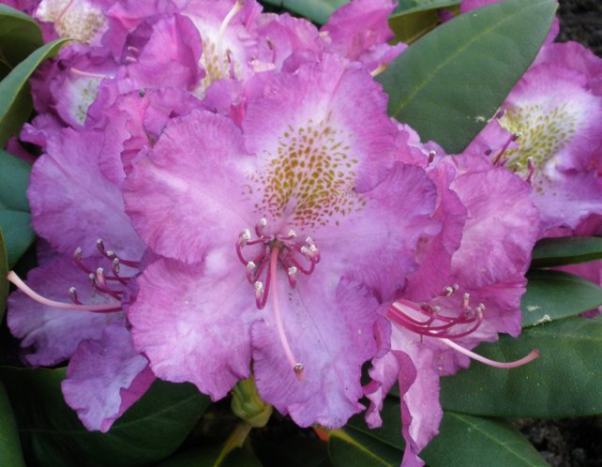 Rhododendron Bohlkens Lupinenberg Laguna