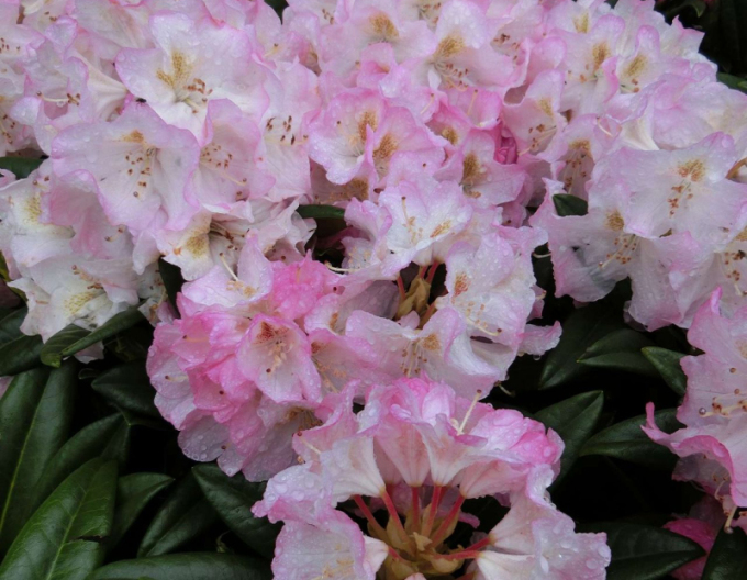 Rhododendron Brigitte